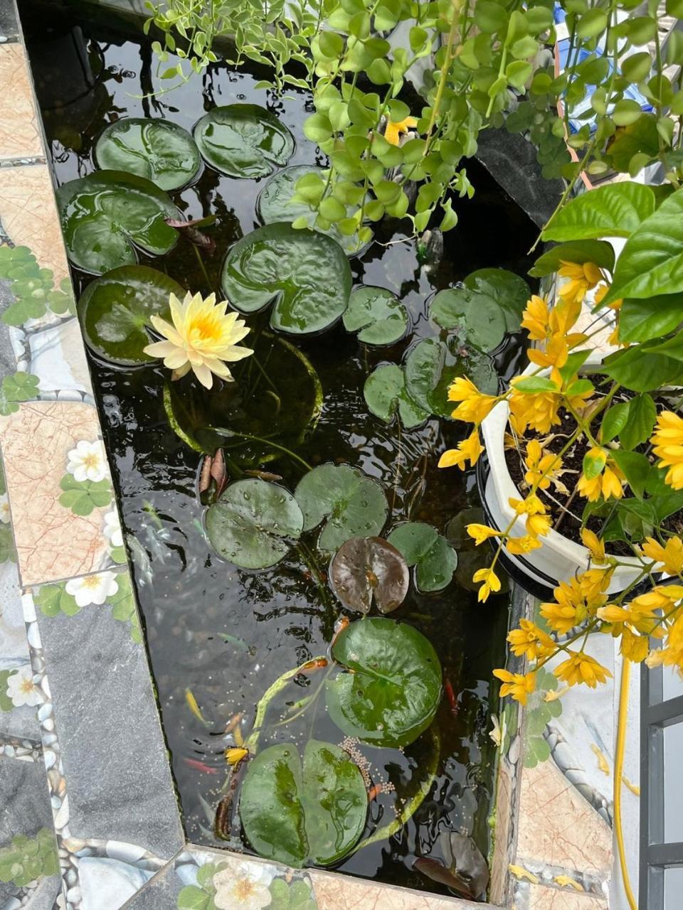 Oasis Homestay Hoi An Bagian luar foto
